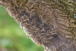Eikenprocessierupsen op een eikenboom
